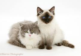 Consequently, frequent grooming is not necessary. Ragdoll And Ragdoll X British Shorthair Kittens Photo Wp34220