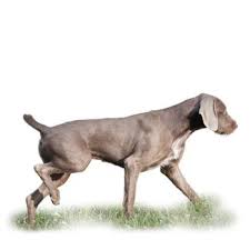 Image result for slovenský ohař hrubosrstý