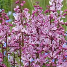 Diptam is a herbaceous, perennial plant that has a whitish rhizome. Dictamnus Albus Diptam Brennender Busch Nordischer Garten Shop