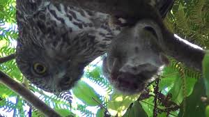 They do not eat birdseed, which can end up saving you a. Powerful Owl Eating Rat In Sydney Youtube