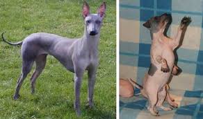 Scarica questa immagine gratuita di cane nudo messicano dalla vasta libreria di pixabay di immagini e video di pubblico dominio. Razze Cani Cane Nudo Peruviano