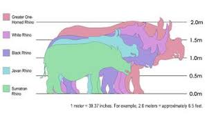 rhino species size chart rhino species sumatran rhino