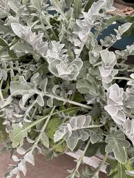 Image result for Centaurea ragusina