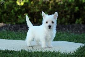 Puppies for sale near me on epupz for sale in the uk for free; Biewer Terrier Puppies For Sale Greenfield Puppies
