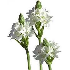 Send flowers to jacksonville, florida. Pin On Beautiful Fresh Flowers