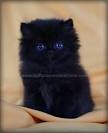 Teacup Persian kittens for sale | Doll Face Persian ...