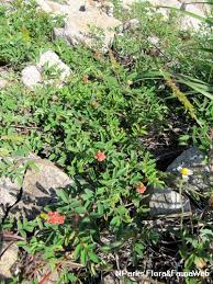 Image result for Indigofera hirsuta