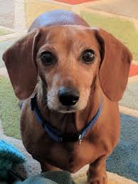 Dachshund Dog For Adoption In Los Angeles Ca Adn 420649 On Puppyfinder Com Gender Female Age Senior Dachshund Dog Baby Dachshund Dog Adoption
