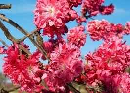 Alberi con fiori gli alberi da fiore vengono coltivati per scopi ornamentali in quanto creano macchie di colore nei giardini, oltre che f visita : Alberi Da Fiore Alberi Alberi Con Fioritura