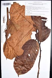 Image result for Lettowianthus stellatus