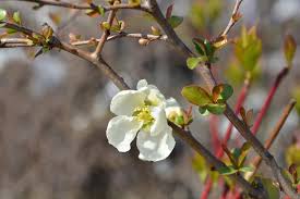 These woody shrubs bloom almost before winter is over. Flowering Quince How To Grow Quince Shrubs Garden Design