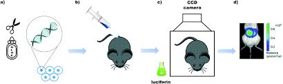 The employment of cells and biological molecules to explain problems or make valuable products. Applications Of Bioluminescence In Biotechnology And Beyond Chemical Society Reviews Rsc Publishing