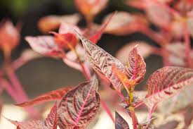 Image result for Iresine herbstii