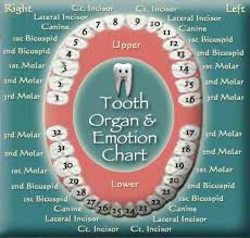 Tooth Chart Click Click To See Related Organs And