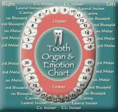 tooth chart click click to see related organs and