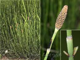 Image result for Equisetum ramosissimum