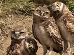 The Most Unusual Owls In Marana Images showcasing the owl with and without its feathers lifted up were posted on reddit, where they've received over 80,000 upvotes. the most unusual owls in marana