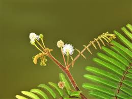 Image result for Mimosa pigra