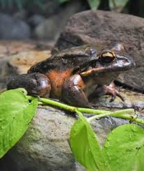 Bildergebnis für mountain chicken