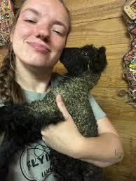 My name is Ciaran Mc Loughlin im a passionate 16 year old border Leicester  and rare breed shepherd here the historic countryside surrounding Trim in  Co.Meath.Ive always had a huge interest and