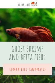 They like to live alone and have a very. Ghost Shrimp And Betta Fish Compatible Tankmates Betta Source Betta Fish Ghost Shrimp Betta