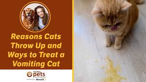 Maybe you would like to learn more about one of these? Reasons Cats Throw Up And Ways To Treat A Vomiting Cat Youtube