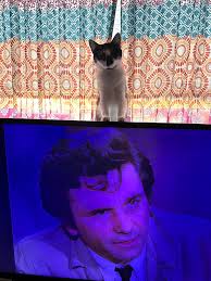 My cat likes Columbo too♥️ АΚΗΜЫР لثر)