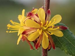 Image result for Triumfetta dekindtiana