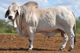 3 brahman, brahman f1 open heifers. Beef Country Brahman Bull Sale Nebo Facebook