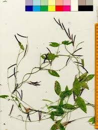 Image result for Teramnus