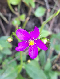 Image result for Talinum fruticosum