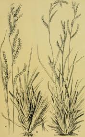 Image result for Urochloa deflexa