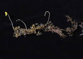 Image result for Utricularia reflexa