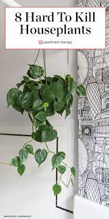 8 Houseplants So Low Maintenance They Re Basically Fake Plants Houseplants Philodendron Plant