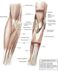 We did not find results for: Elbow And Forearm Clinical Gate