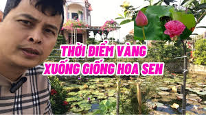 Thời điểm nào trồng sen cho hoa đẹp và đúng vụ nhất