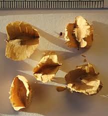 Image result for Combretum imberbe