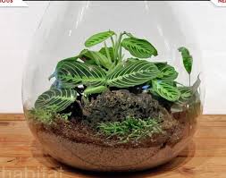 Prayer Plant Terrarium Great Idea Beautiful Terrariums Terrarium Plants
