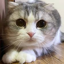 98 funny meme 1080x1080 pixels www funny waldo wallpapers. 99 Likes 1 Comments Cataphilic Cataphilic On Instagram Cute Cute Animals Kittens Cutest Cat Memes