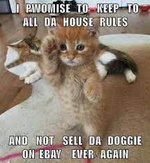 Click The Photo For More Adorable And Cute Cat Videos And Photos Cutecats Catloverscommunity Cats Baby Animals Funny Cute Cats And Kittens Cute Animal Memes