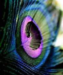 Peacock Feather This Is On My Lock Screen Feather Wallpaper Peacock Pictures Krishna Pictures