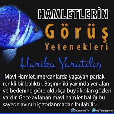 https www instagram com bilgikupu tv mercan gece ikiz