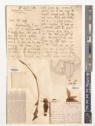 Image result for Rhipidoglossum burttii