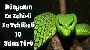 Sizi Oldurebilecek Dunyanin En Zehirli En Tehlikeli 10 Yilan Turu Yilan Dunya Ense