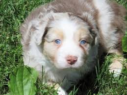 If you are looking to adopt or buy a aussie take a look here! View Ad Australian Shepherd Litter Of Puppies For Sale Near Indiana Auburn Usa Adn 78686