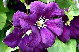 We did not find results for: Clematis Viticella Etoile Violette Order Online