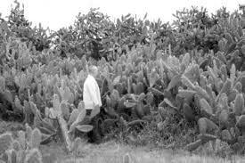 Instead, it is commonly seen in gardens and homes across north america and europe. Cactus An Overview Sciencedirect Topics