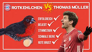 Weiße dessous damen panty kleidung kombinieren dessous feminin selbstbewusste frau boxershorts erotisch damen bekleidung mode für frauen. Rotkehlchen Vs Thomas Muller