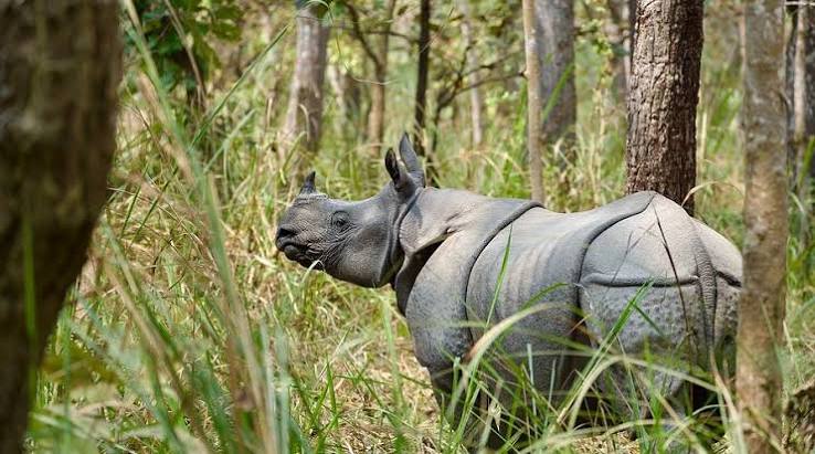 Chitwan Jungle Safari