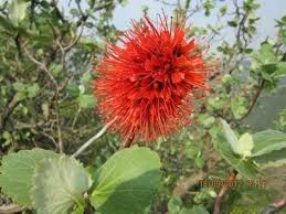 Image result for Melianthaceae